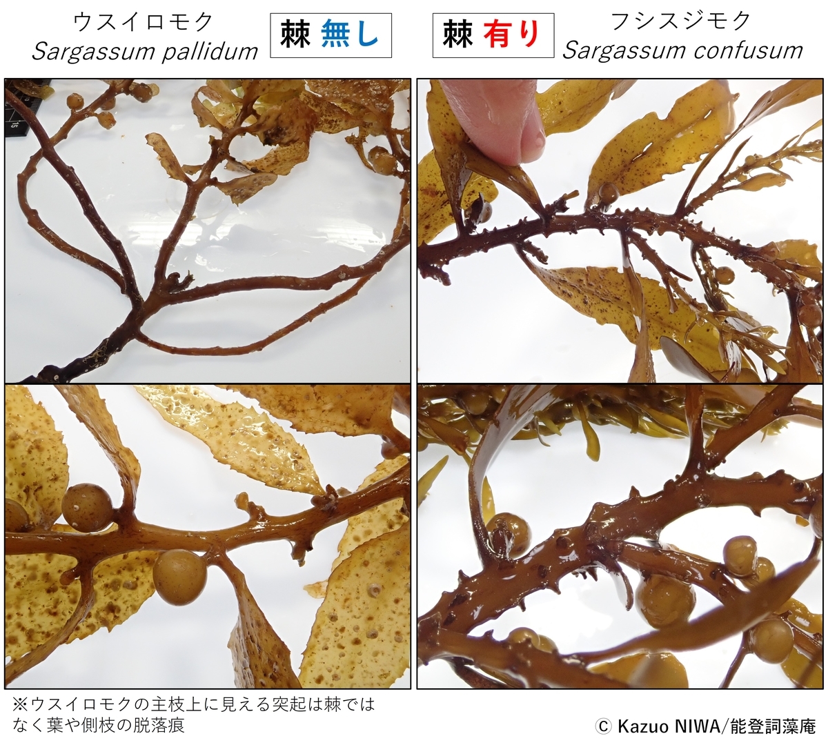 能登半島周辺の海藻