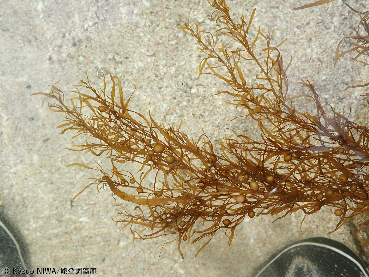 能登産海藻 褐藻 ウスイロモク (Sargassum pallidum) 様個体について - 能登半島周辺の海藻