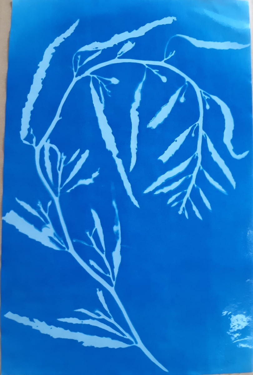 f:id:cladoalgae:20210915004956j:plain