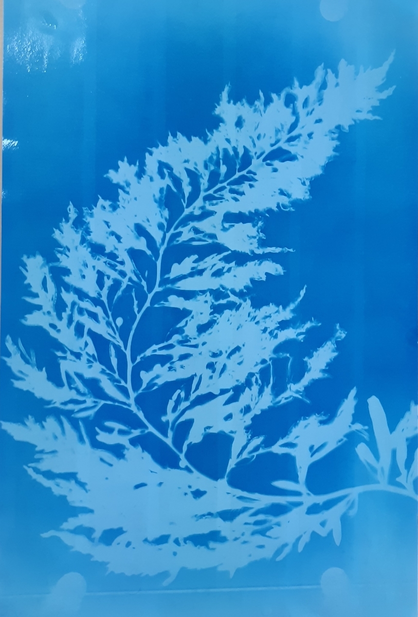 f:id:cladoalgae:20210915010737j:plain