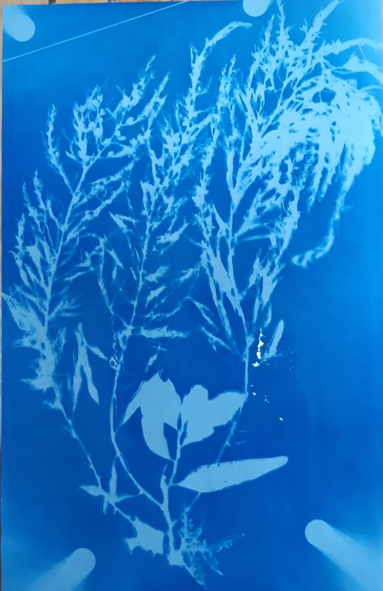f:id:cladoalgae:20210915010834j:plain