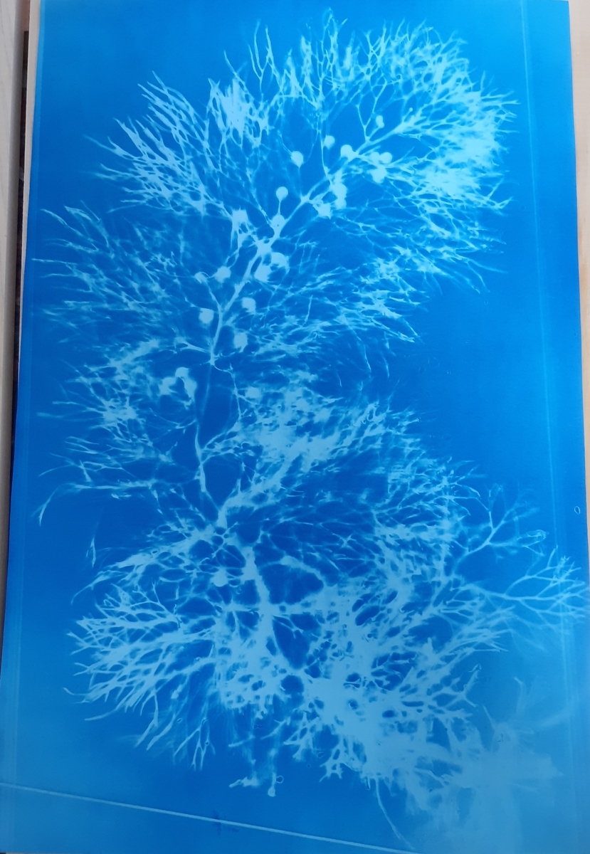 f:id:cladoalgae:20210915010859j:plain