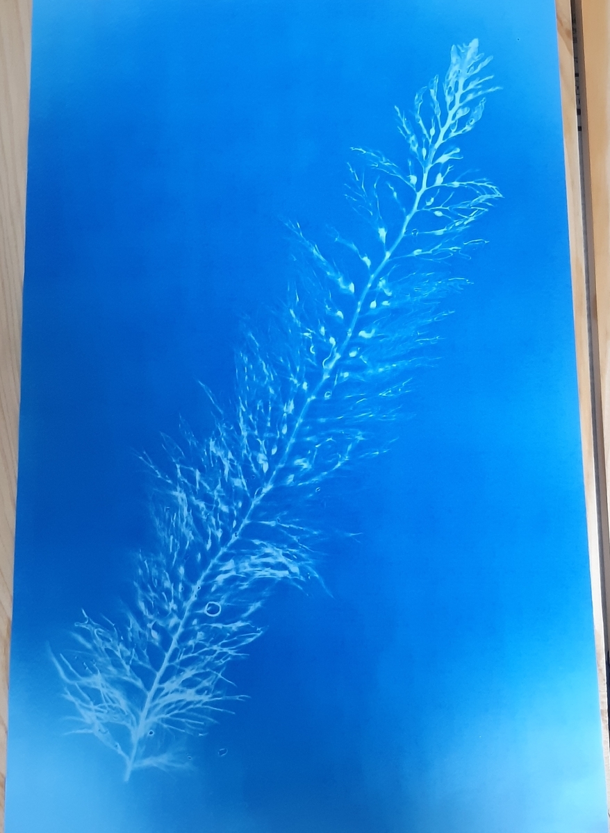 f:id:cladoalgae:20210915010932j:plain