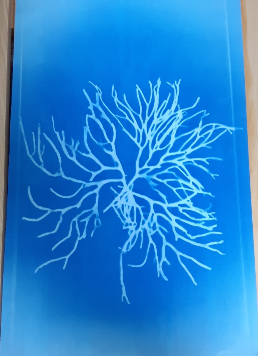 f:id:cladoalgae:20210915221436j:plain