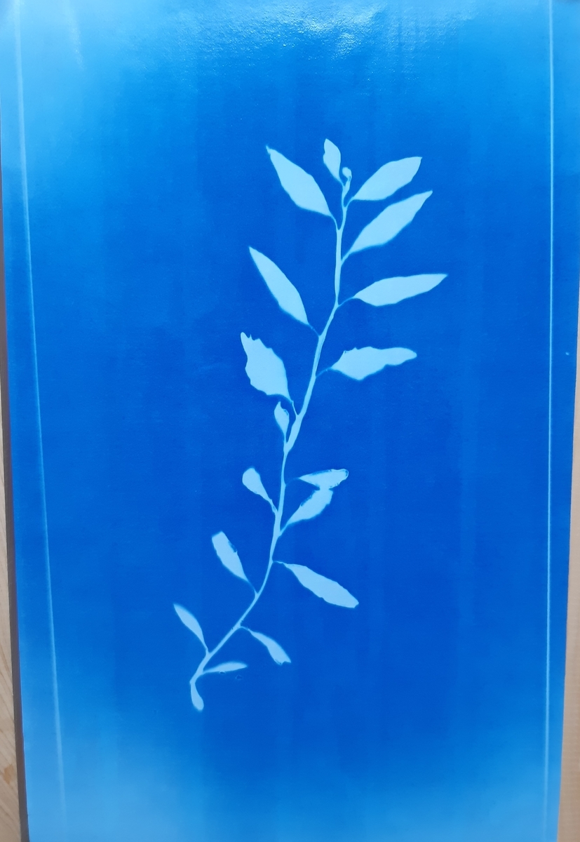 f:id:cladoalgae:20210915221540j:plain