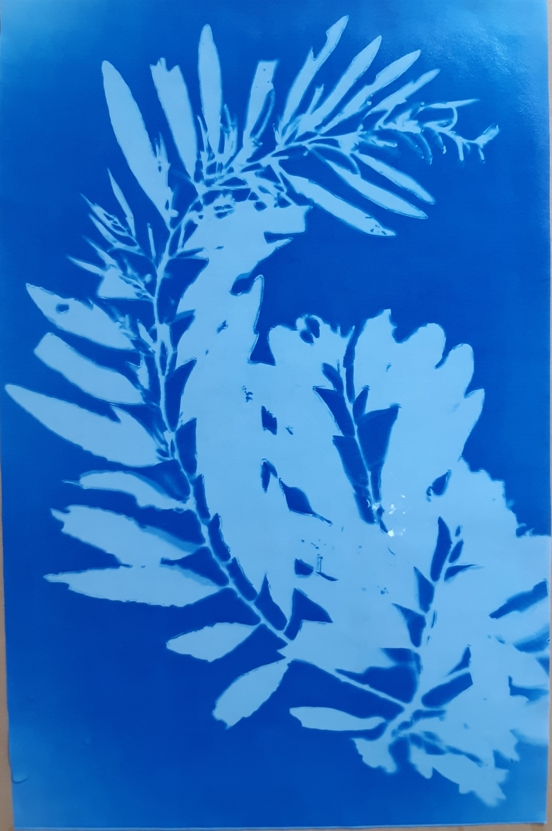 f:id:cladoalgae:20210915221633j:plain