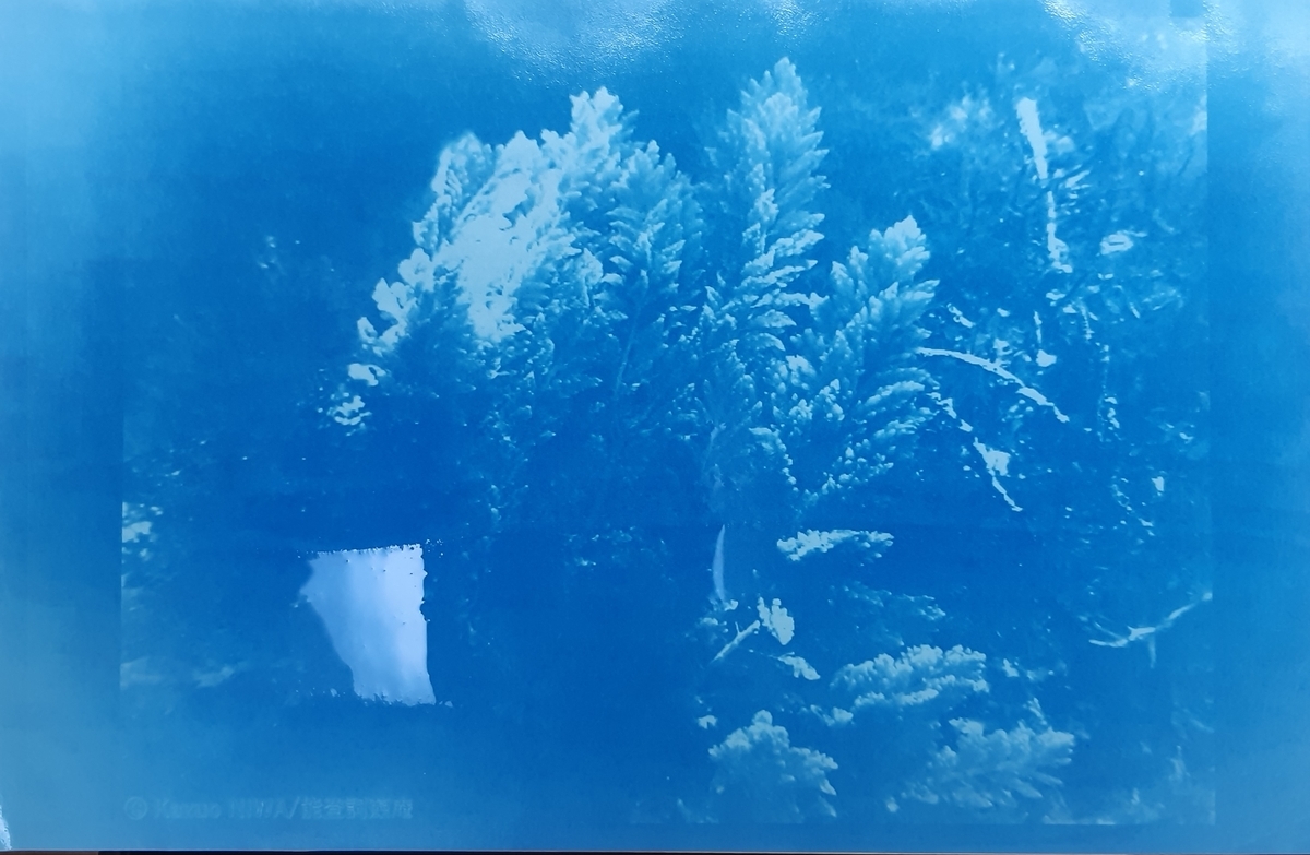 f:id:cladoalgae:20210915221700j:plain