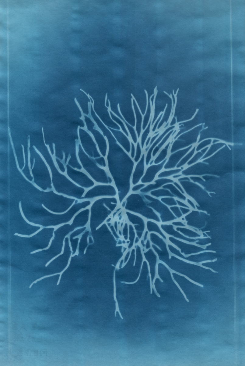 f:id:cladoalgae:20210915221941j:plain