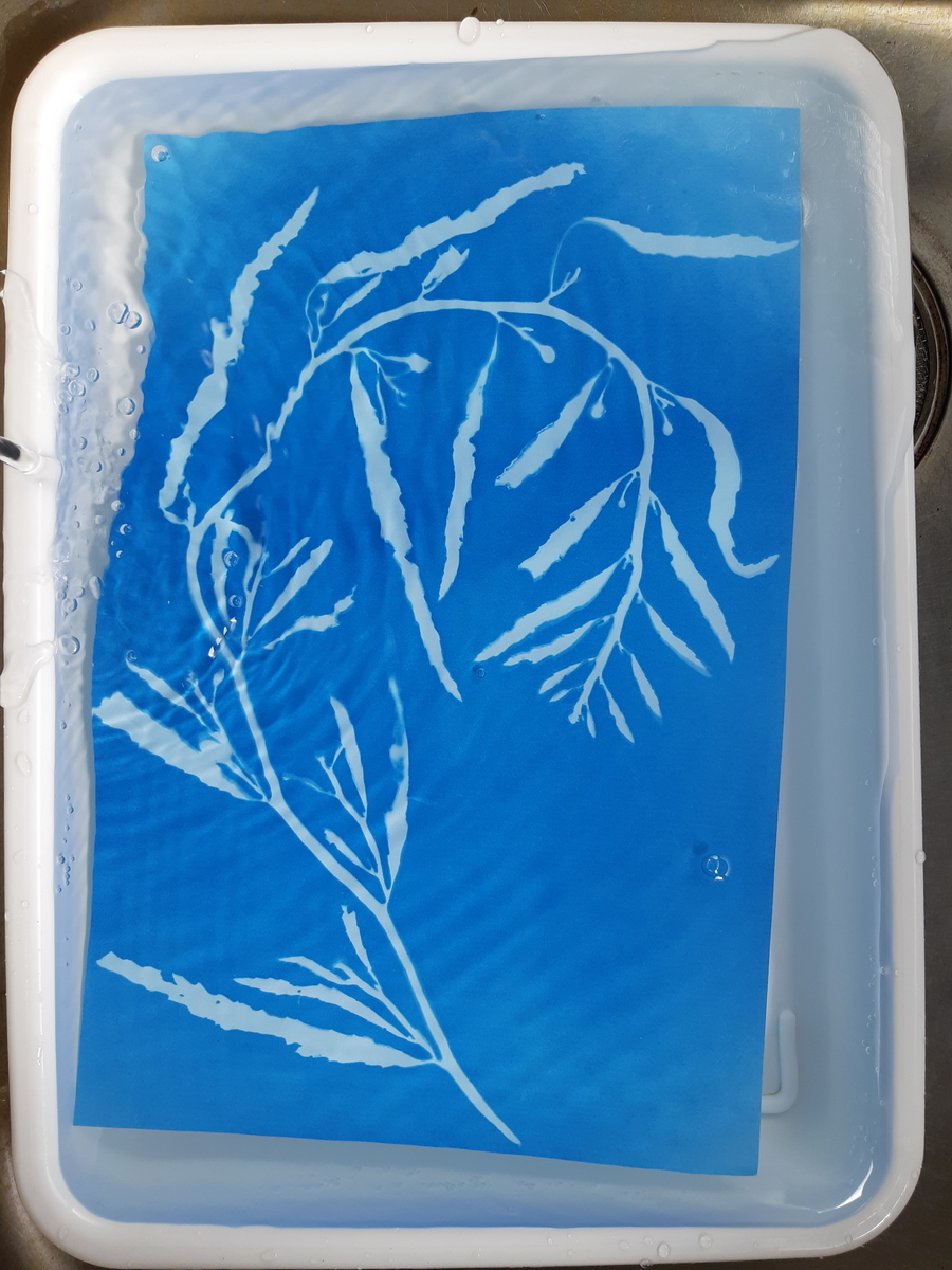 f:id:cladoalgae:20210915222050j:plain