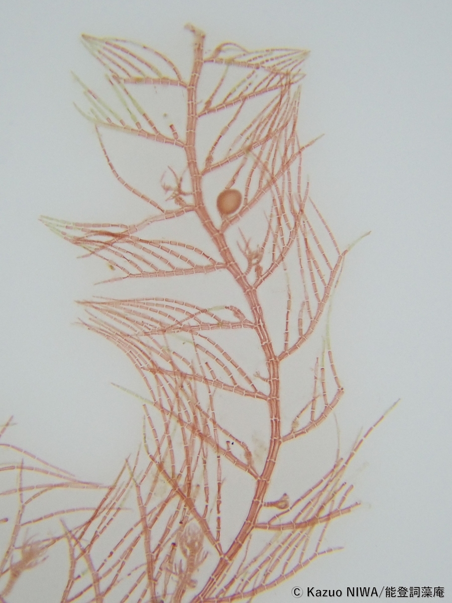 f:id:cladoalgae:20211014175834j:plain