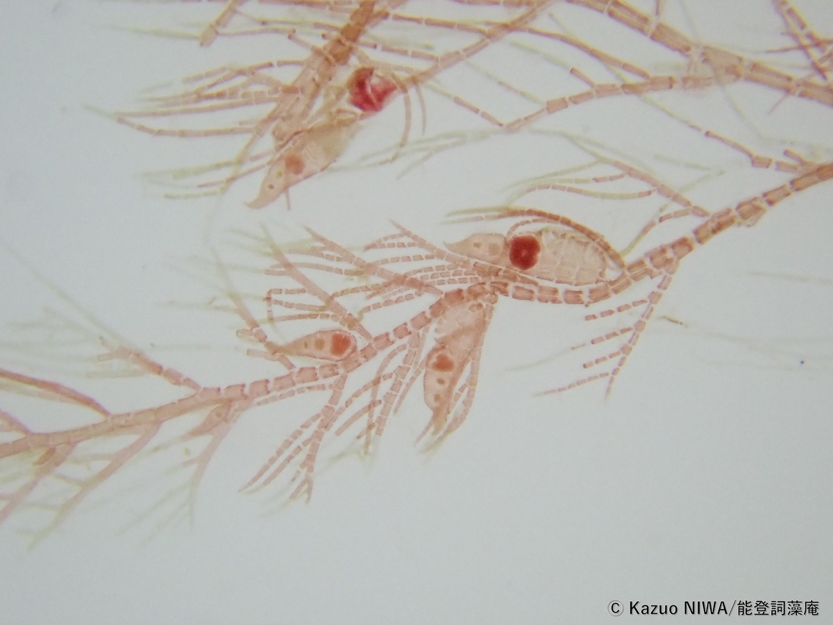 f:id:cladoalgae:20211014175913j:plain