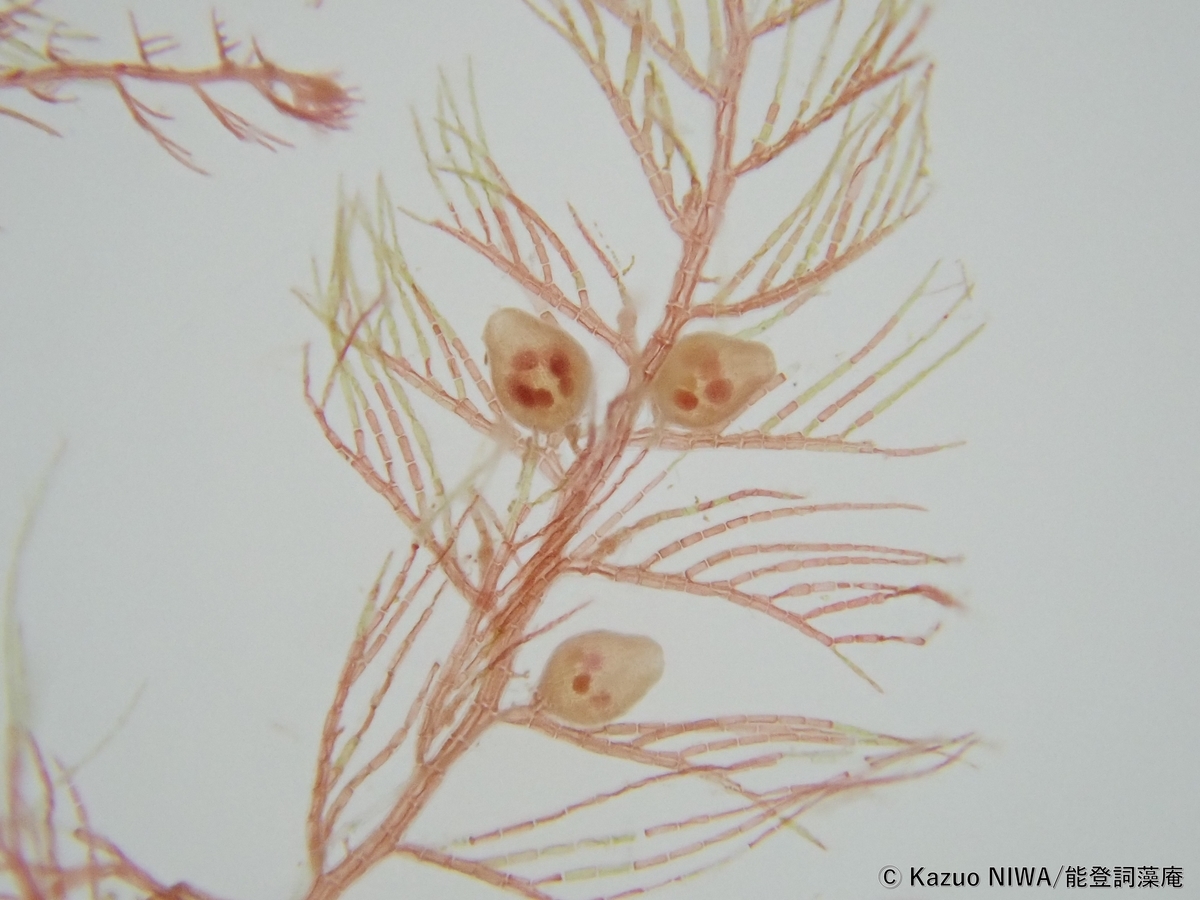 f:id:cladoalgae:20211014180014j:plain