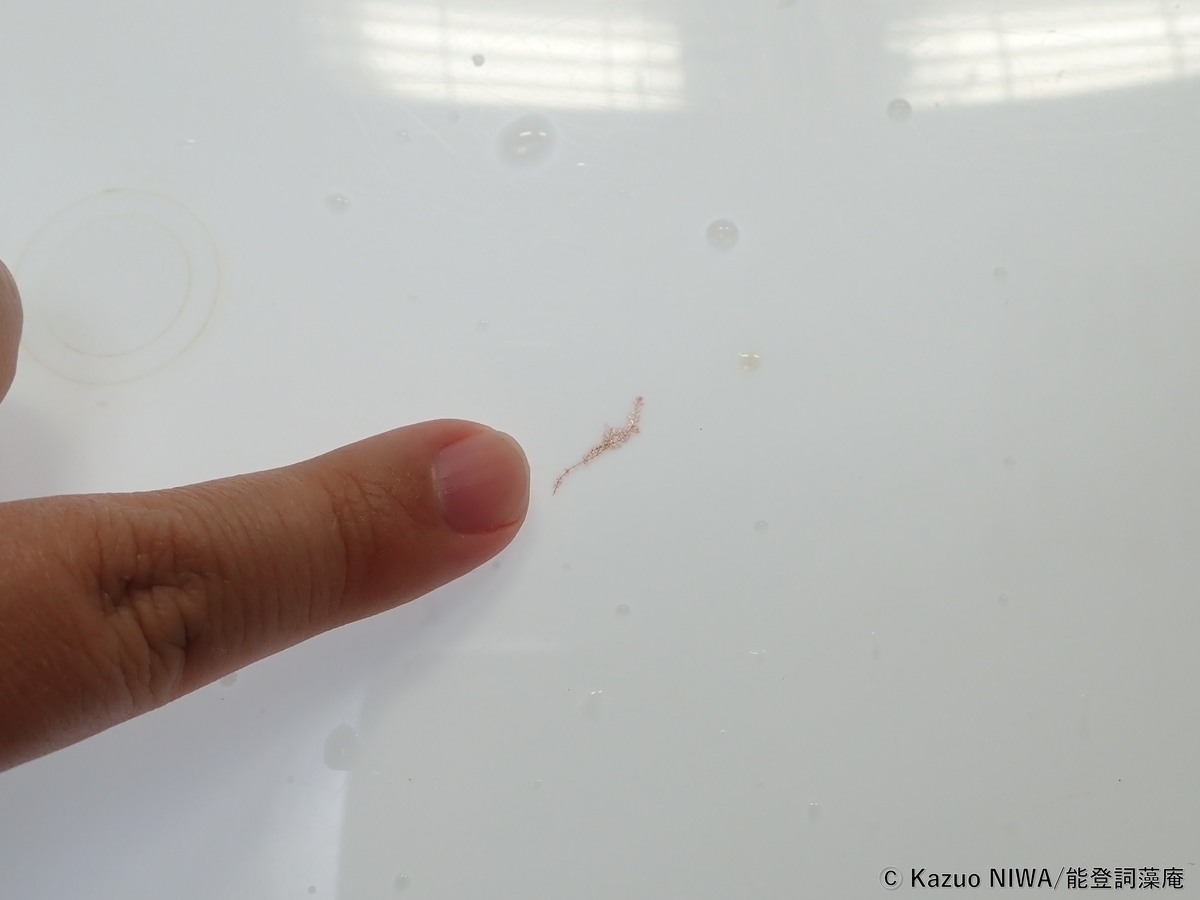f:id:cladoalgae:20211014180048j:plain
