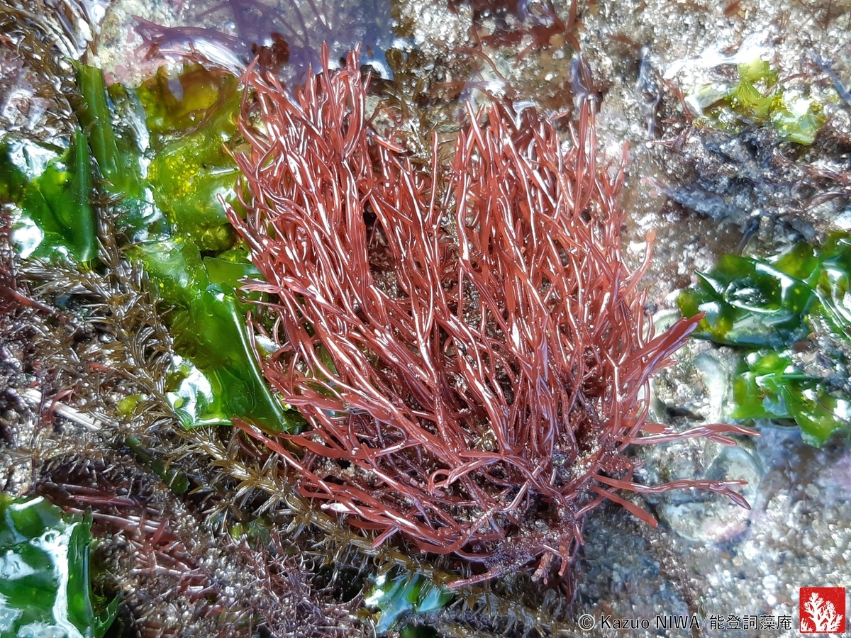 f:id:cladoalgae:20211209182412j:plain