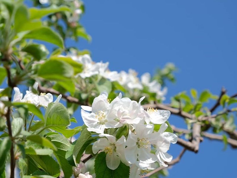 その白さがとてもきれい 長野のりんご畑に広がる可憐な花たち 長野県を10倍楽しむ 地元民おすすめ観光情報