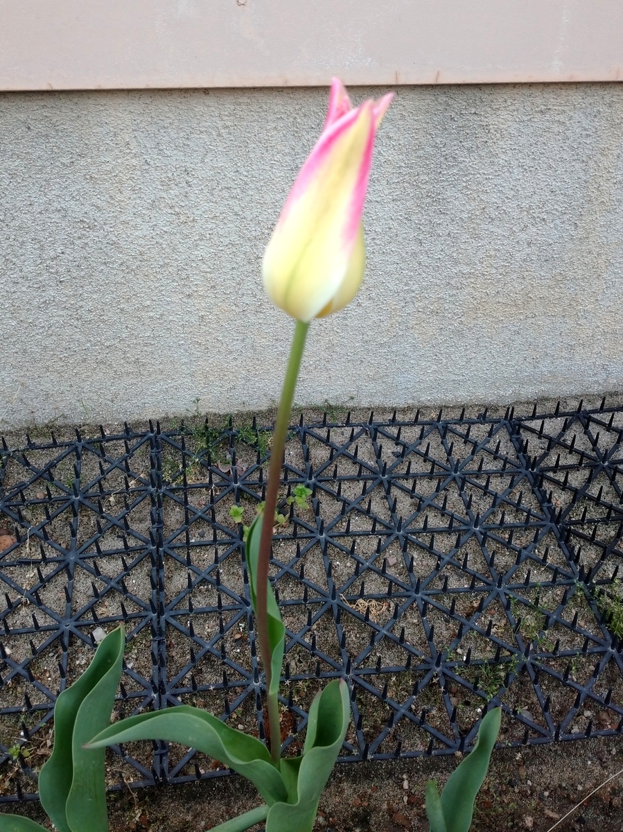 f:id:clamusic:20200423105334j:plain f:id:clamusic:20200423105334j:plain