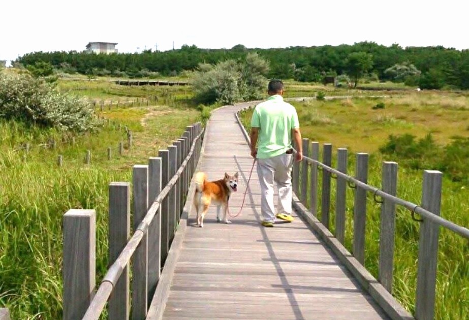 天国でまた会える？｜犬と人が一緒に歩くイメージ写真