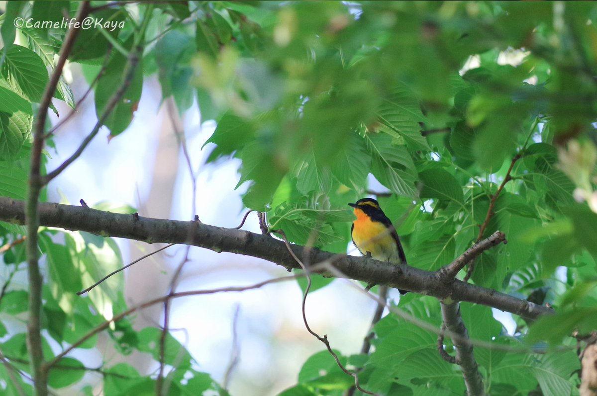 渡り鳥の楽園 葛西臨海公園 21 05 03 かめらいふ