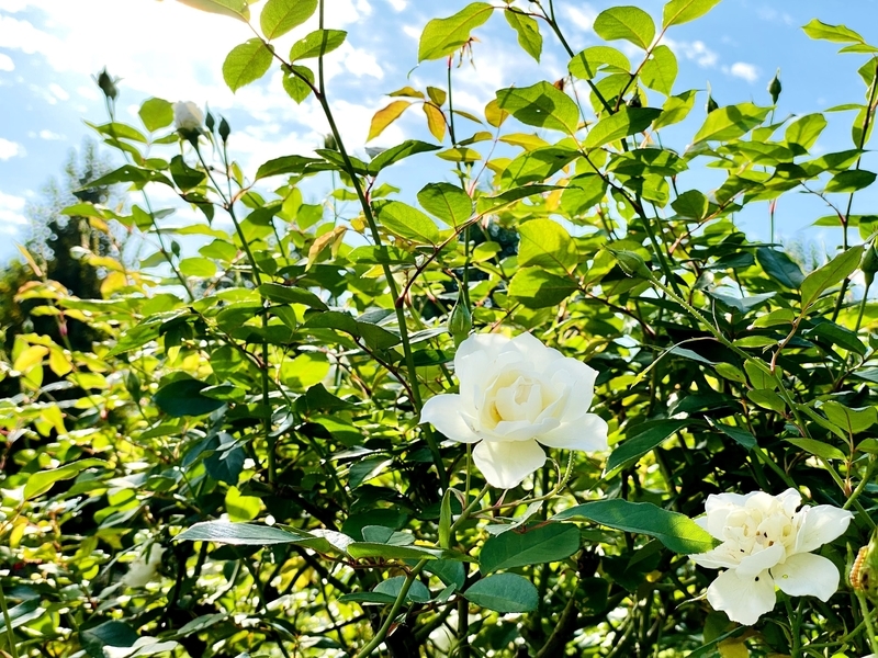f:id:clara-stoopman:20201017183712j:plain f:id:clara-stoopman:20201017183712j:plain