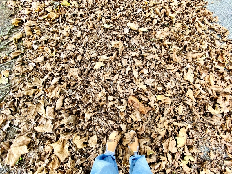 f:id:clara-stoopman:20201017185521j:plain f:id:clara-stoopman:20201017185521j:plain
