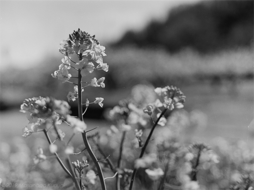 f:id:classical_photoclub:20190507122610j:image