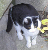 f:id:classingkenji:20070102181557j:image