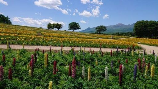 f:id:clayflowerhn:20190722085506j:plain