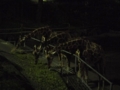 [動物]夜の動物園　キリン