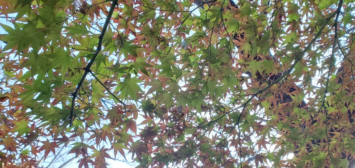 f:id:clear-rainy:20201124103611j:plain