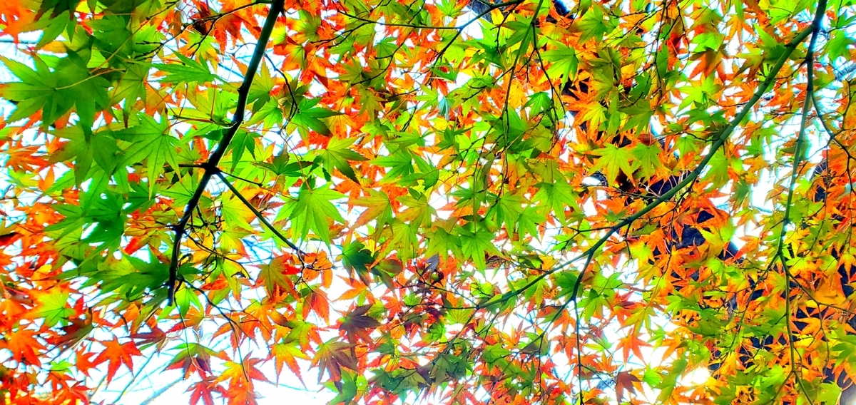 f:id:clear-rainy:20201124103626j:plain