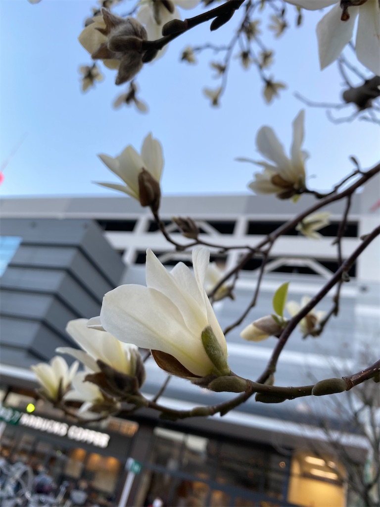くまは本当に白いお花を食べるのかしら 今日もハクナマママ