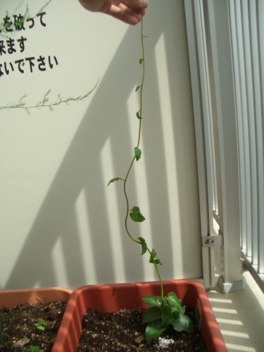 f:id:clemenskrauss:20100504140932j:image