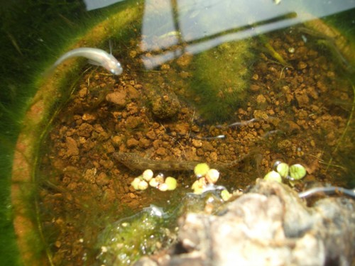 f:id:clemenskrauss:20100504141157j:image