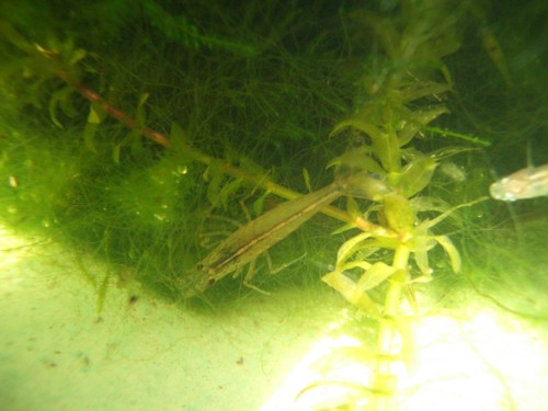 f:id:clemenskrauss:20100504141317j:image