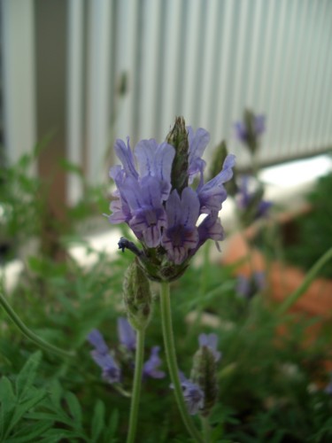 f:id:clemenskrauss:20100509154720j:image