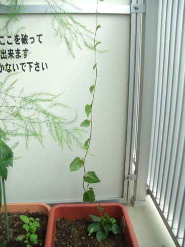 f:id:clemenskrauss:20100515150518j:image