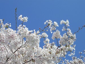 f:id:clicknet:20060405100814j:image f:id:clicknet:20060405100814j:image
