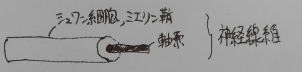 f:id:clinical-reasoning_detective-pt:20191123122529p:plain