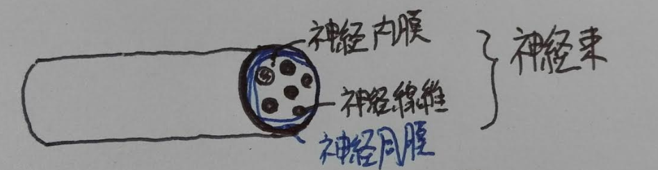 f:id:clinical-reasoning_detective-pt:20191123122641p:plain