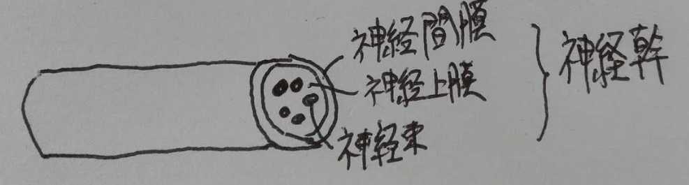 f:id:clinical-reasoning_detective-pt:20191123122733p:plain