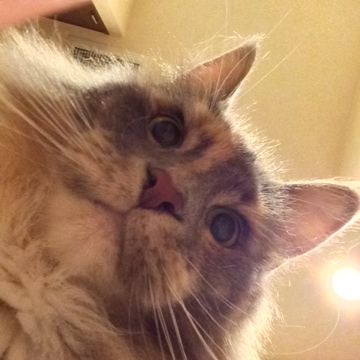 f:id:clockpulse:20140710215227j:image:w280:left