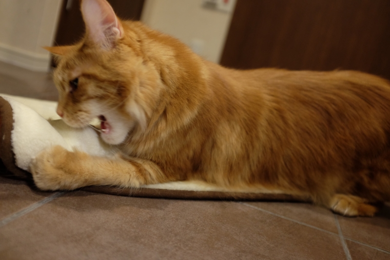 f:id:clockpulse:20150215203730j:image:w240:left