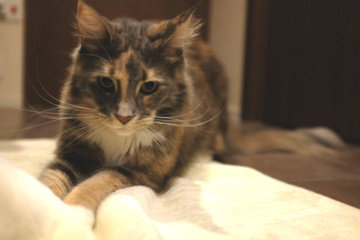 f:id:clockpulse:20150217221545j:image:w280:right