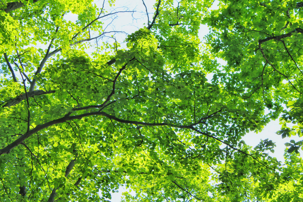 f:id:cloise:20170527132159j:plain f:id:cloise:20170527132159j:plain