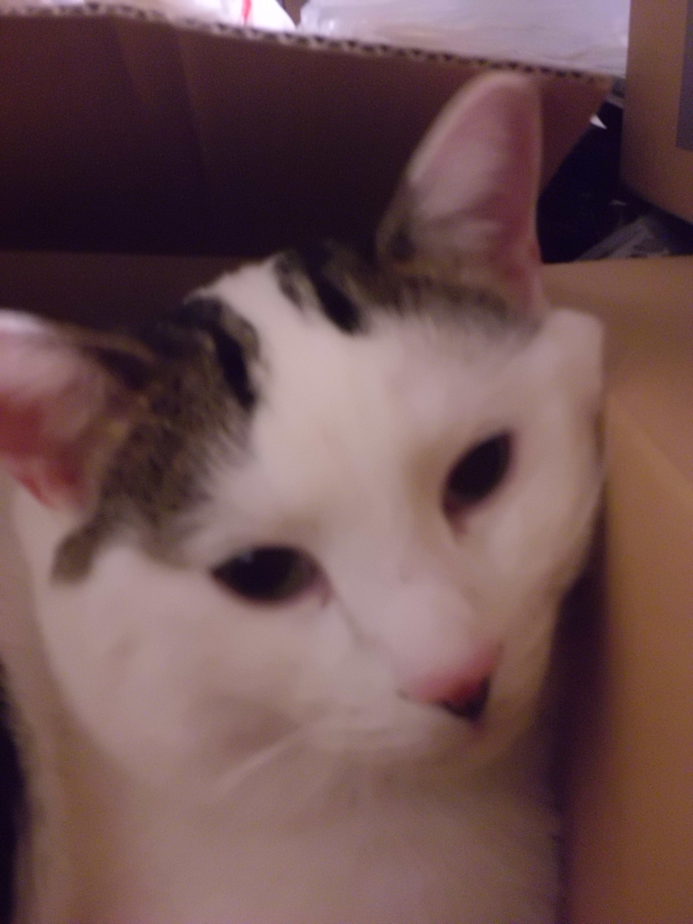 f:id:cloise:20171115191119j:plain f:id:cloise:20171115191119j:plain