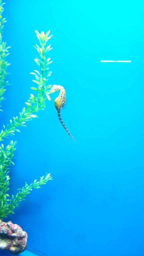f:id:cloise:20180920171516j:plain f:id:cloise:20180920171516j:plain