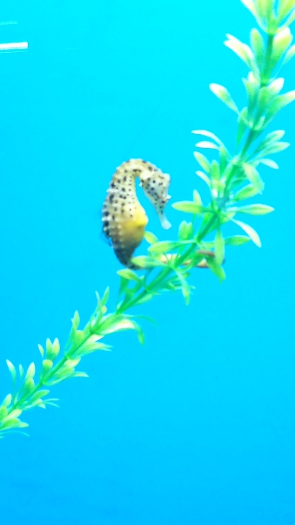 f:id:cloise:20180920171546j:plain f:id:cloise:20180920171546j:plain
