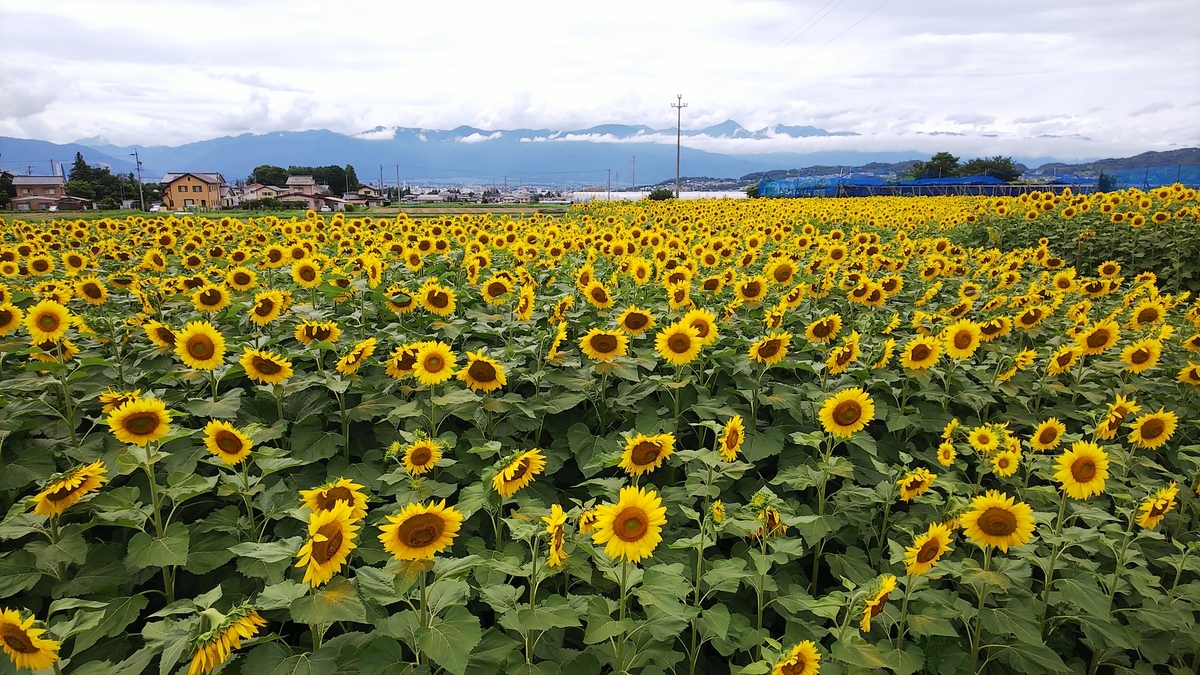 f:id:cloise:20190721130716j:plain f:id:cloise:20190721130716j:plain