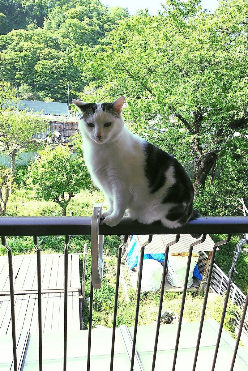 f:id:cloise:20210530230841j:plain