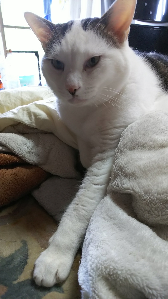 f:id:cloise:20210530231008j:plain